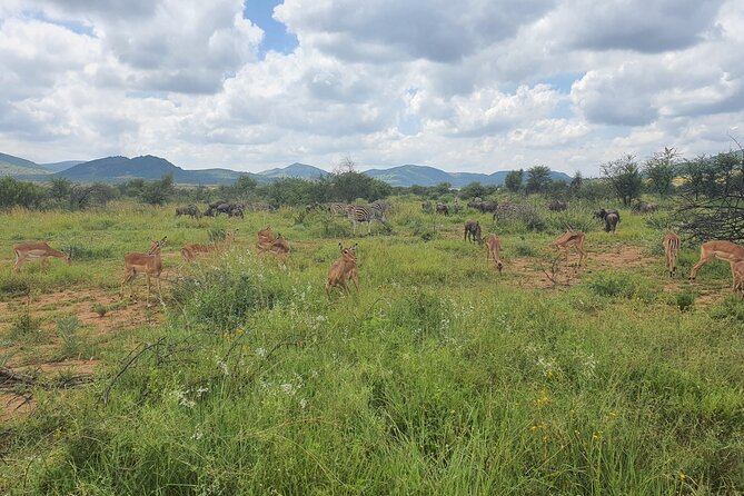 Full Day Safari From Johannesburg - Pilanesberg Nature Reserve - Frequently Asked Questions