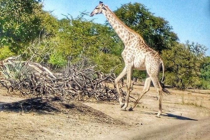Full-Day Safari in Botswana From Zambia - Tour Highlights