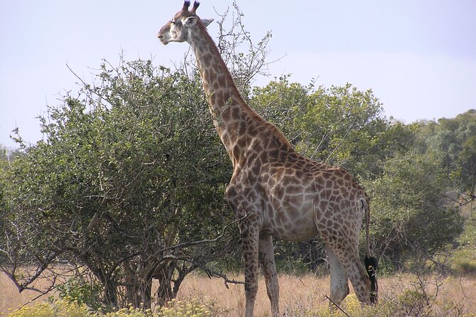 Full-Day Safari in Maputo National Park - Accessibility and Health
