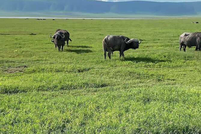 Full Day Safari to Selous Game Reserve From Zanzibar - Reviews and Feedback