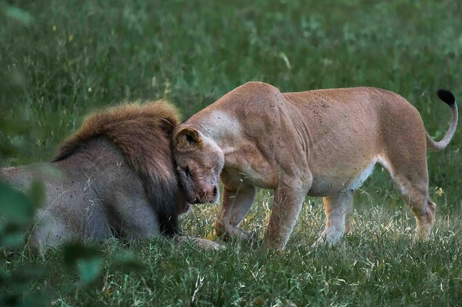 Full-Day Safari Tour From Mikumi National Park of Zanzibar - Meeting Point Details