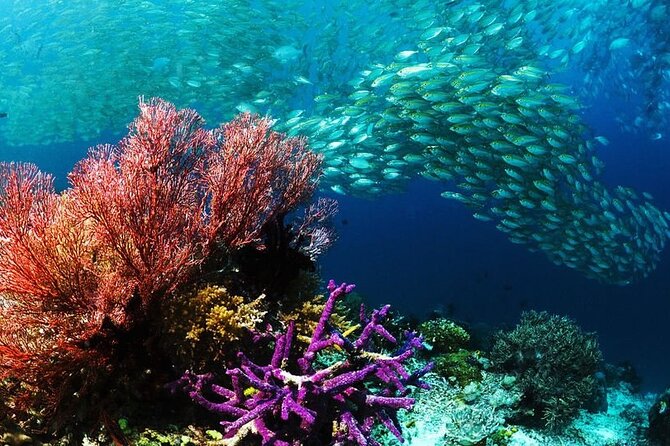 Full Day Sataya Reef Adventure in Marsa Alam - Booking Information