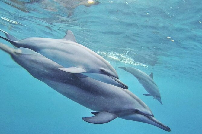 Full Day Shared Speedboat Tour - South West Lagoon Dolphin Swim - Itinerary