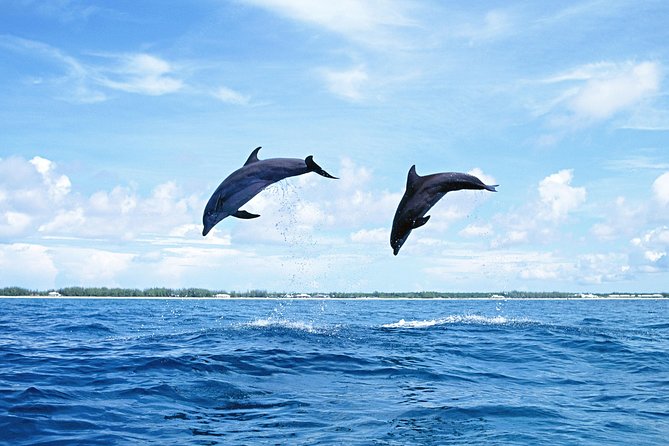 Full-Day Swimming With Dolphins and Casela Nature Park Tour in Mauritius - Traveler Reviews