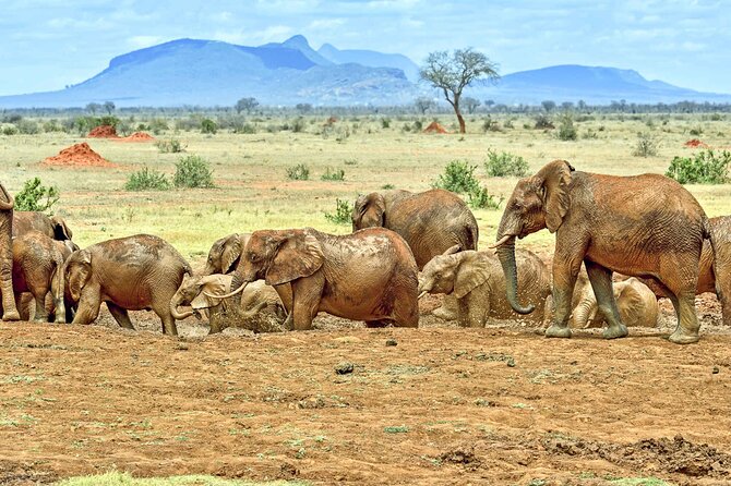 Full-Day to the Tsavo East National Park From Mombasa - Directions
