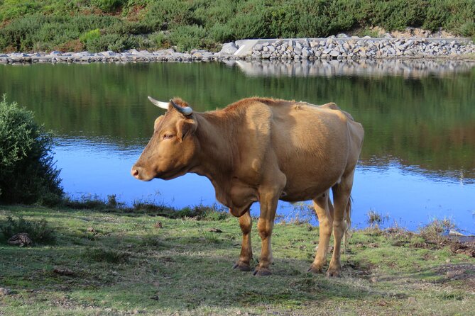 Full Day Tour in 4x4 Jeep to Porto Moniz and Fanal - Pricing Details