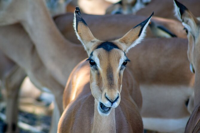 Full Day Tour to Chobe and Botswana From Victoria Falls - Directions and Logistics