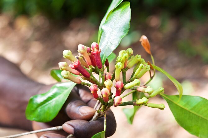 Full Day Trip to Stone Town, Spice Farms and Prison Island - Itinerary Highlights