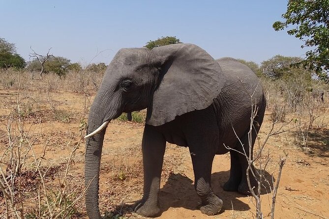 Game Drive and Short Rhino Walk - Meeting, Pickup, and Expectations