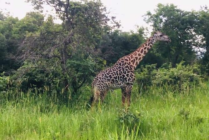 Game Drive in the Mosi-Oa-Tunya National Park From Livingstone - Professional Guides