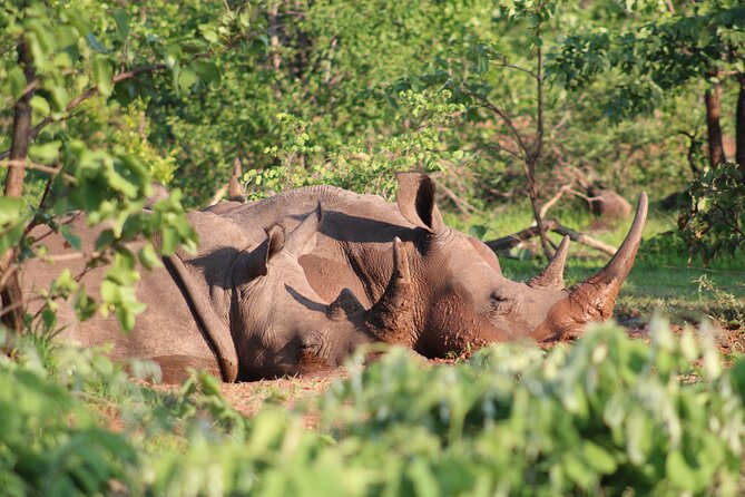 Game Drive in the Mosi Oa Tunya National Park - Livingstone - Wildlife Sightings on the Game Drive