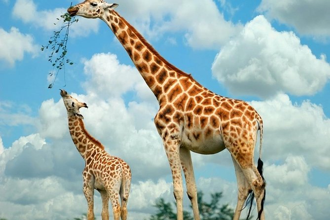 Giraffe Center & Elephant Orphanage Guided Day Tour - Meeting and Pickup Details