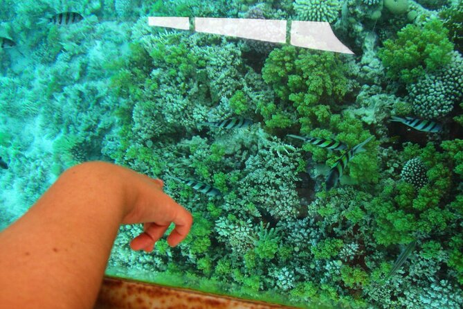 Glass Bottom Boat Trip in Dahab - Tour Details