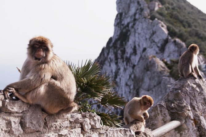 Go Tours 360° Experience in Gibraltar With Professional Guide - Reviews