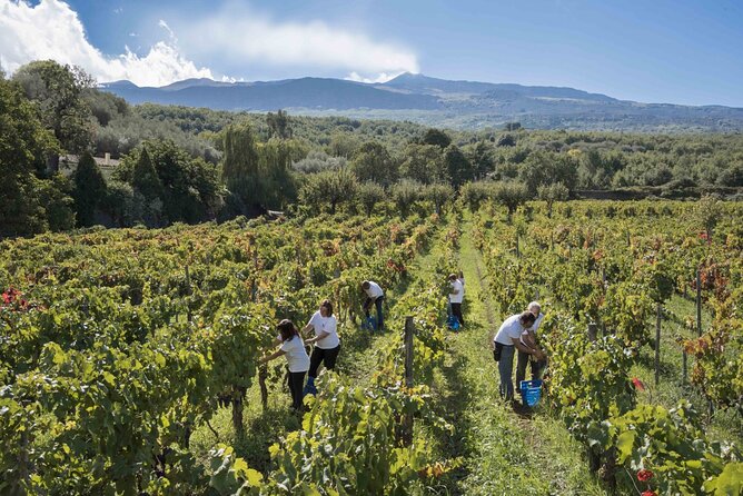 Grand Wine Tour From Catania or Taormina - The Sum Up