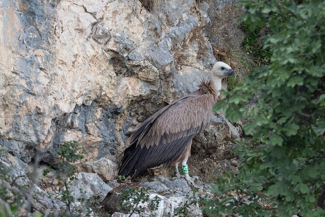 Griffon Vultures Bird Watching Boat Trip in Beli - Meeting and Pickup Info