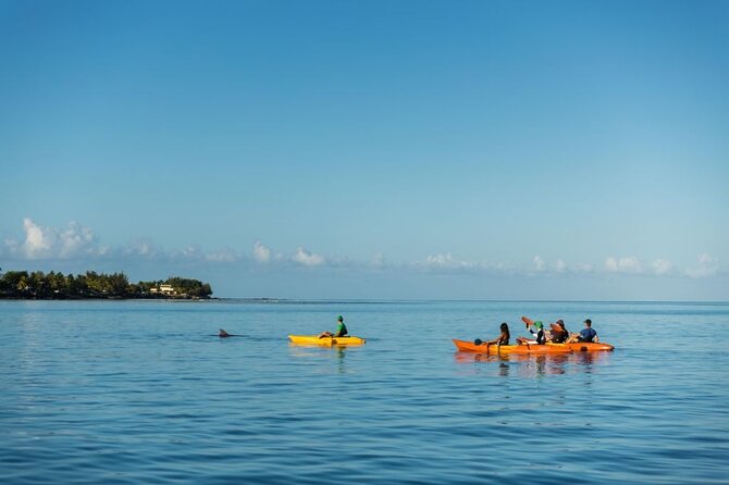 Guided Kayak 2-Hour Activity With Dolphins - Location and Meeting Point