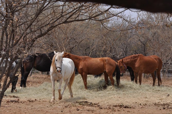 Guided Pony Riding in the Tranquil Surroundings of the Notwane Dam - Additional Details
