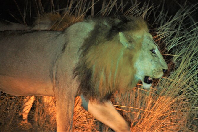 Guided Safari Tour, Lodging & Meals, S. Luangwa National Park by Landcruiser 4x4 - Pricing Information
