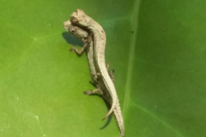 Guided Tour to Lokobe Natural Park - Inclusions and Meeting Details