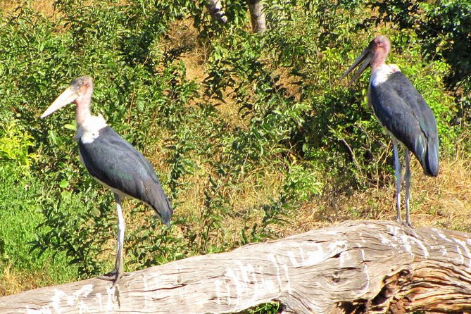 Half-Day Birding Tour of Livingstone - Sought-After Bird Watching