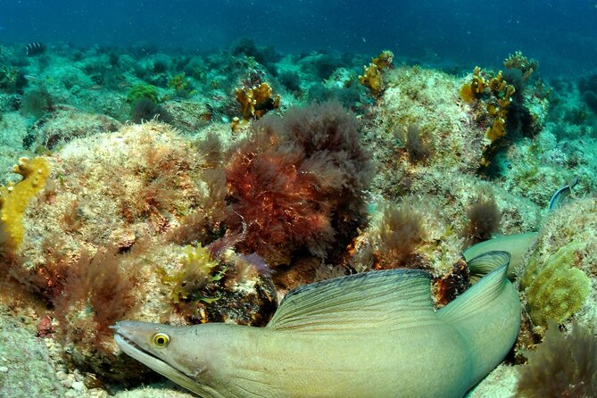 Half-Day Diving in Sal - The Sum Up