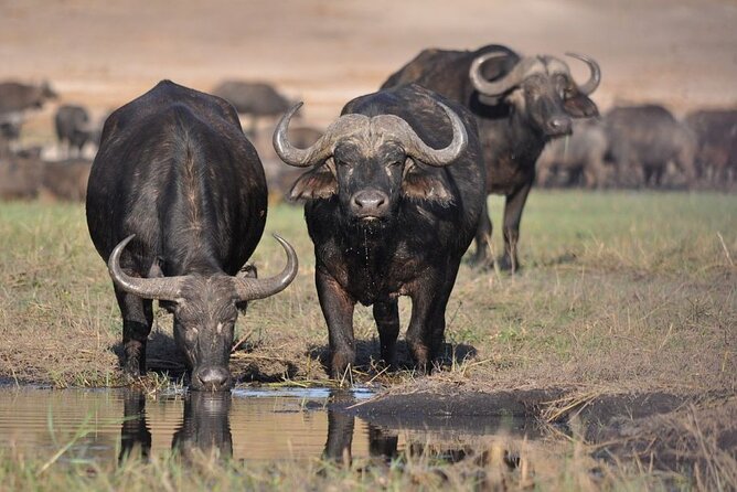 Half Day Guided Tour in Nairobi National Park - Accessibility and Cancellation Policy