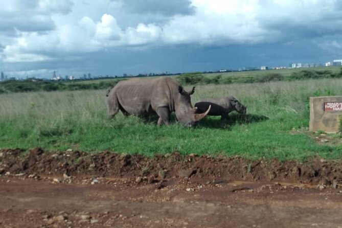 Half Day Nairobi National Park Guided Tour With Coffee and Snack - Pickup and Drop-off Details