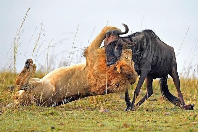 Half-Day Nairobi National Park Safari From Nairobi With Free Pickup - Booking Details