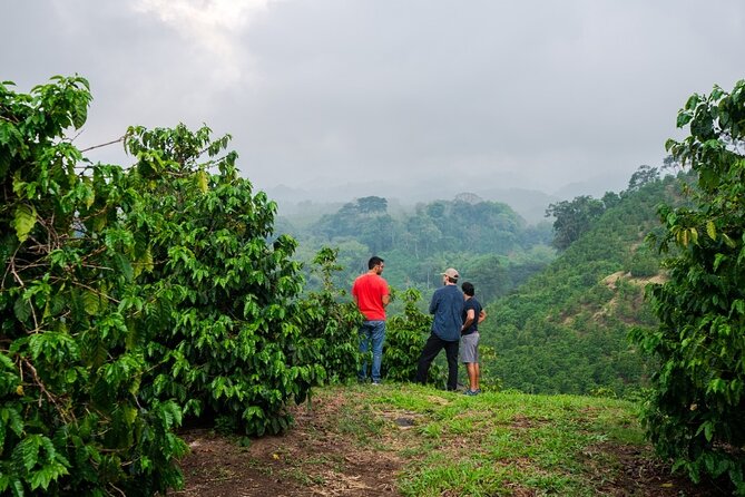 Half-Day Private Fairview Estate Coffee Farm Tour With Pick up