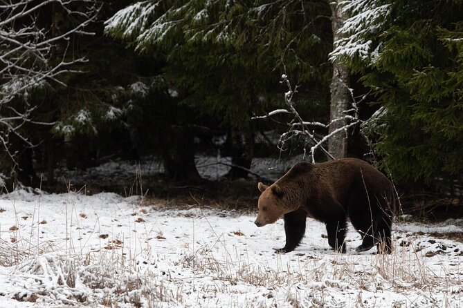 Half Day Private Walking Tour in Estonia Wilderness - Meeting and Pickup Details