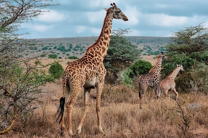 Half Day Safari at Nairobi National Park: Get Ready for the Wild - Safari Experience Overview