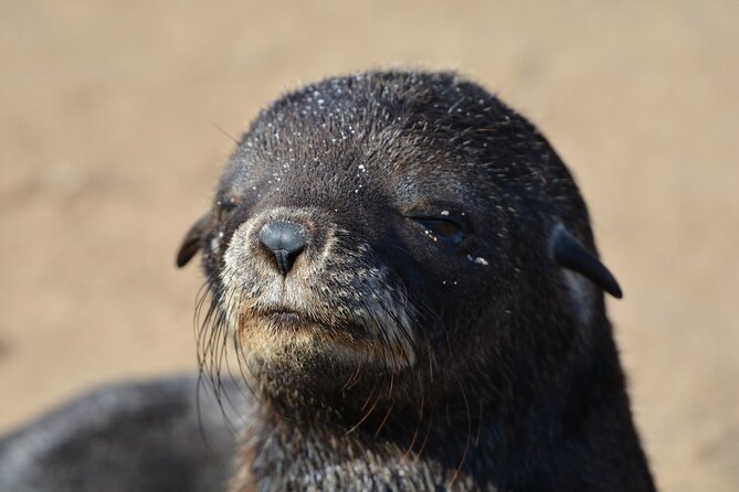 Half-Day Seal Kayak Adventure at Pelican Point in Walvis Bay - Frequently Asked Questions