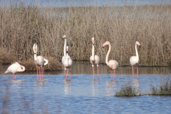 Half Day Tour of Donana Norte Park - Booking and Cancellation Policy