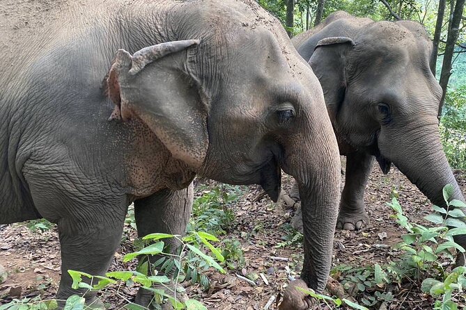 Half Day Visit Smile Elephant Chiang Mai - Inclusions and Amenities