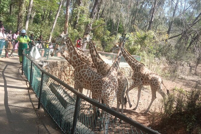 Haller Park Tour Observing Hippos, Giraffes, Birds, Monkeys, Crocs & Others - Primate Observations