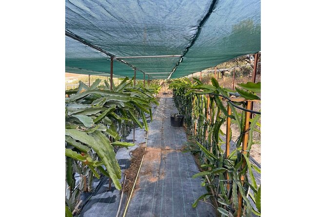 Heraklion:Olive & Dragon Fruit Farm Tour & Cretan Farmers Brunch - Accessibility Details
