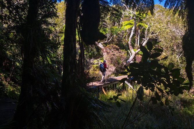 Hike: Bélouve Rainforest and Trou De Fer - Activity Details
