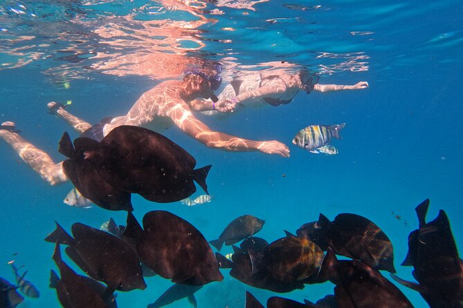 Hurghada Speedboat Dolphin Watching and Snorkeling - Frequently Asked Questions