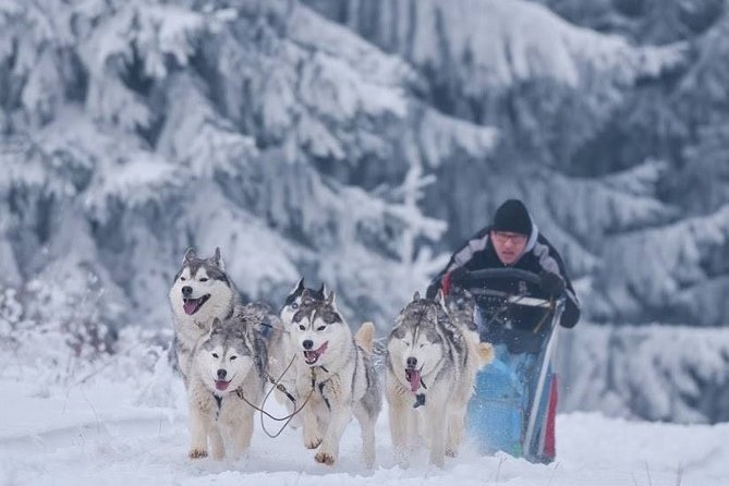 Husky Sleigh Rides Experience