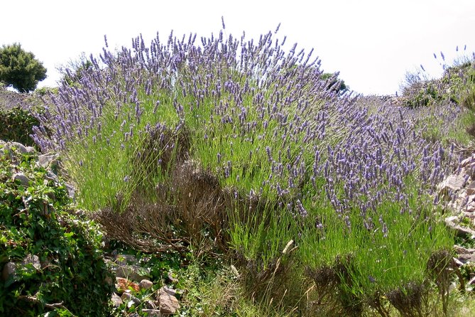 Hvar Lavender Small Group Tour - Meeting Details