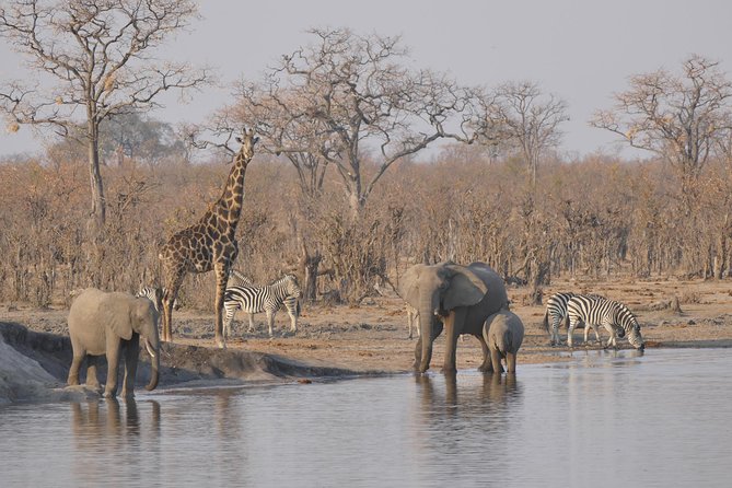 Hwange National Park Camping Safari From Victoria Falls (2 Nights) - Guided Safari Walks and Drives