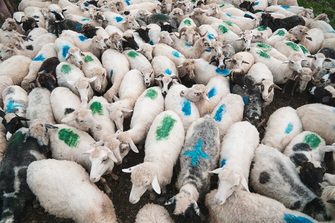 Immersive 2-Day Tour With Malësorë Shepherds Near Lezhë - Meeting Point Details
