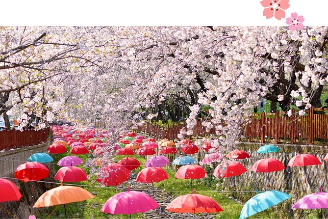 Jinhae Pink Cherry Blossom Festival Day Tour From Seoul