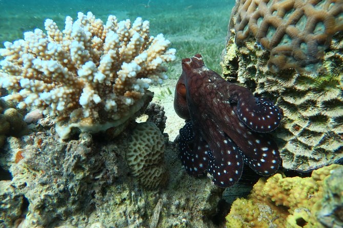 Journey of Diving or Snorkelling From a Boat - Choosing the Right Boat