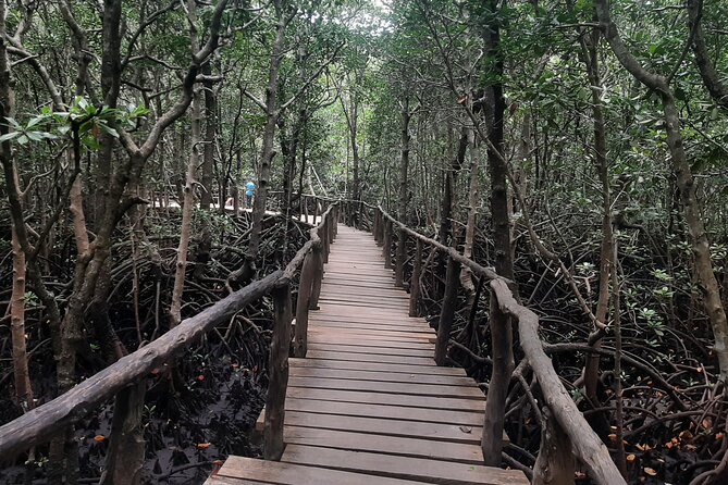 Jozani Forest, Kuza Cave, Paje Beach and The Rock Restaurant - Pricing and Booking Details