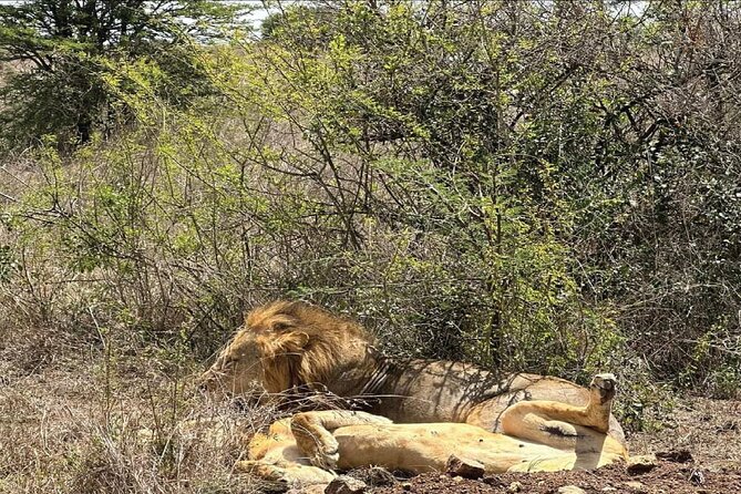 Kenya Safari - Accommodation and Meals