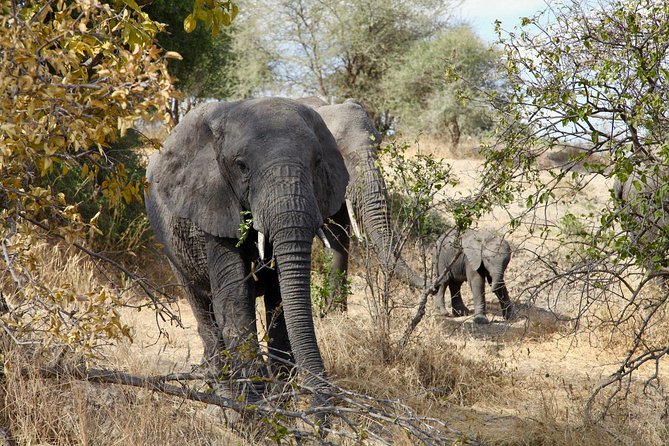 Kilimanjaro: Marangu Route and Camping Safari - Good To Know