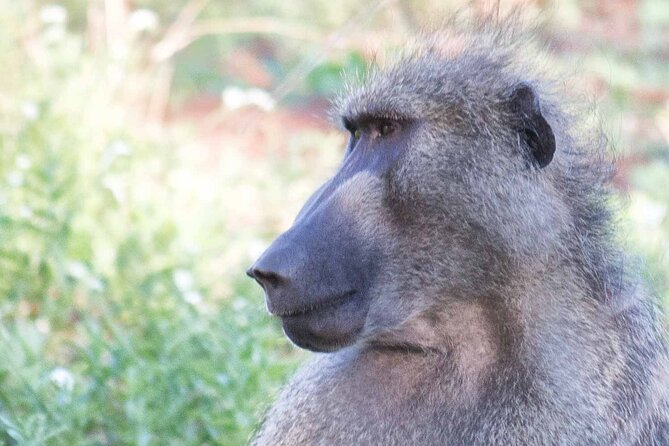 Kruger National Park - 1 Day (Open Vehicle) - Meeting and Pickup