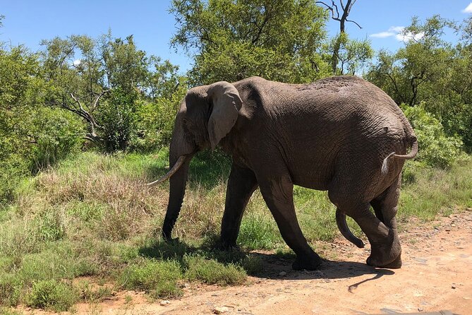 Kruger National Park Full-Day Tour - Meeting and Pickup Information